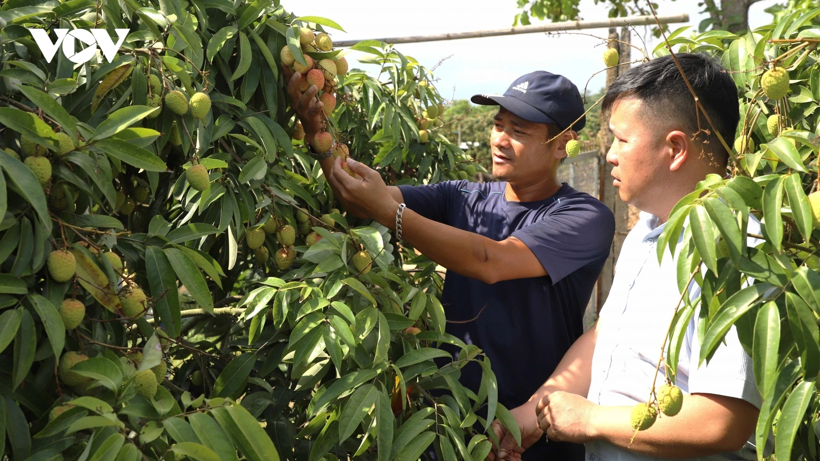 Giá bán buôn vải đầu mùa ở Đắk Lắk là 60.000đ/kg